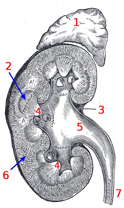 Coupe verticale du rein — anatomie interne