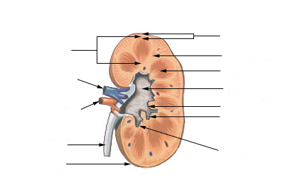 Anatomie du rein — bassinet et calices