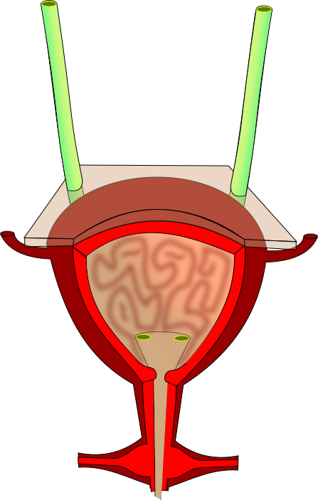Anatomie interne de la vessie humaine