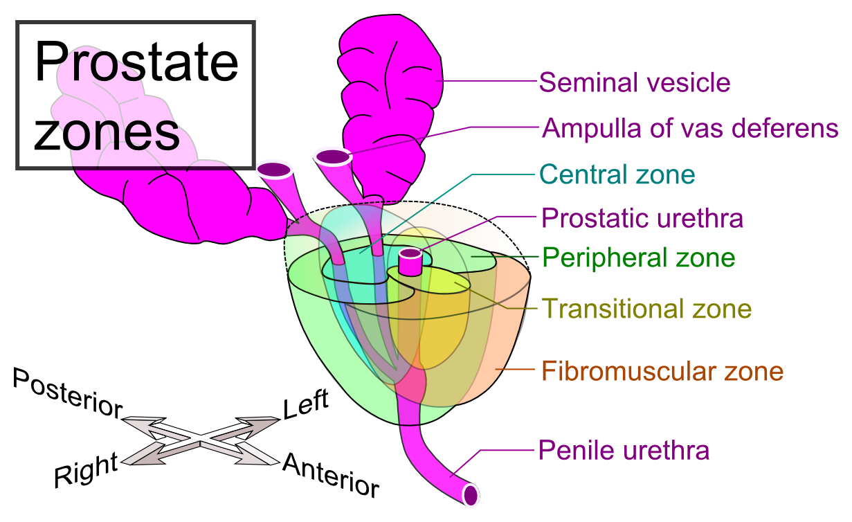 Zones de la prostate