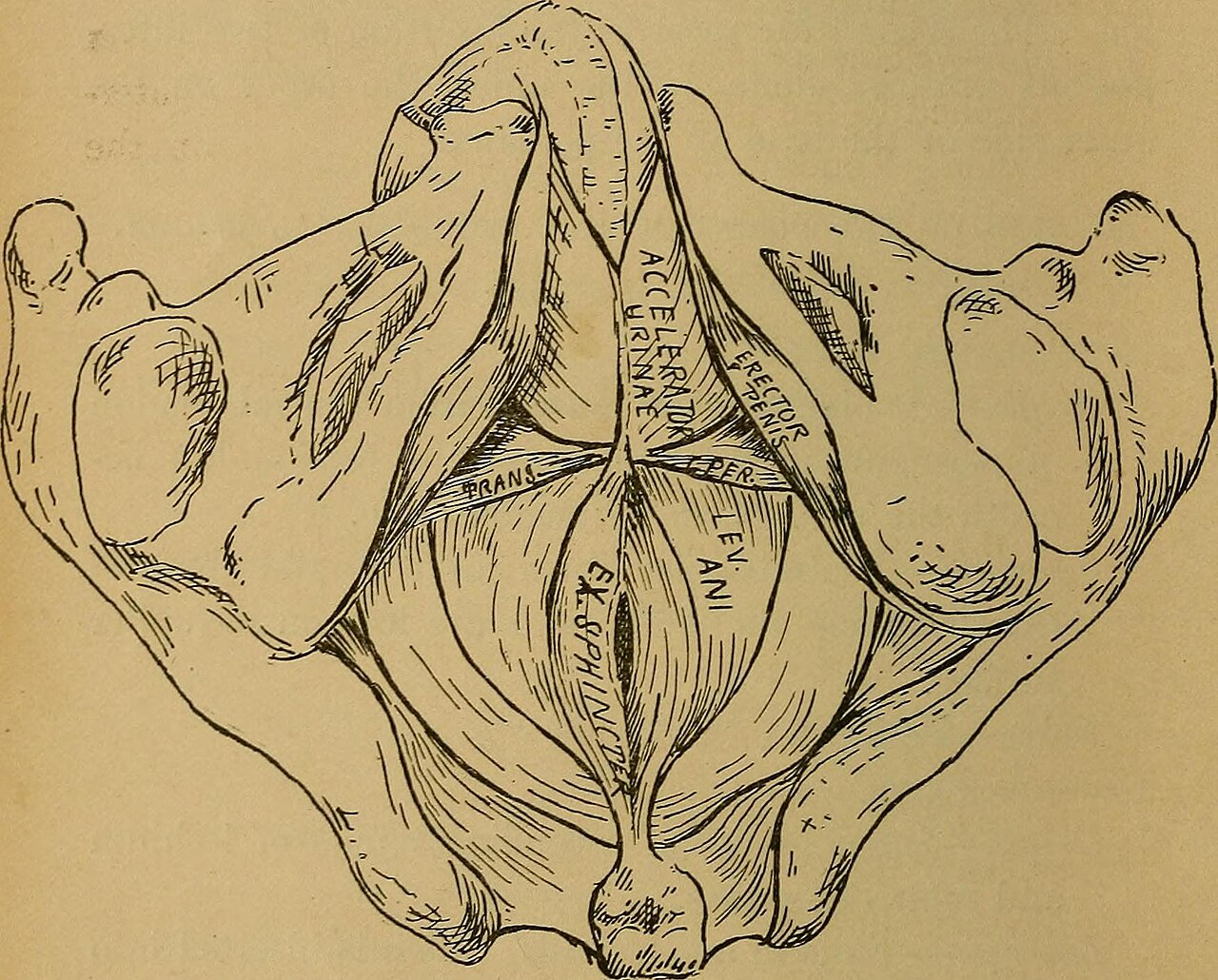 Muscles du perinee — plancher pelvien