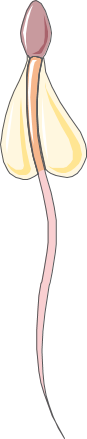 Schéma de la spermatogenèse