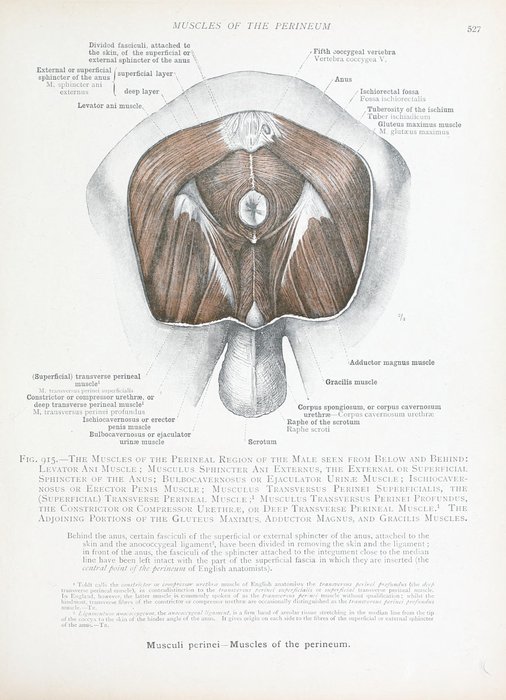 Anatomie du plancher pelvien masculin