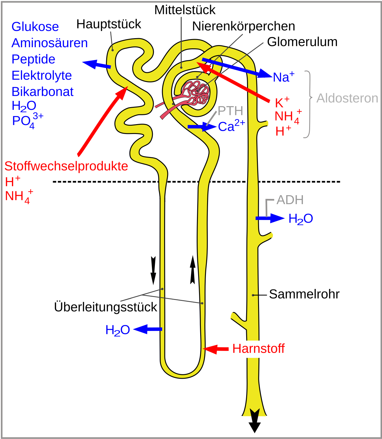 Physiologie du néphron : filtration et réabsorption
