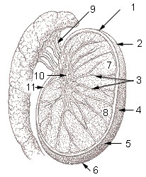 Coupe transversale du testicule