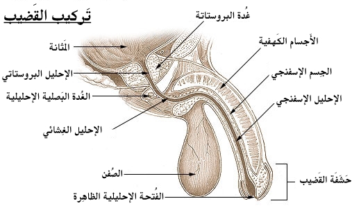 Illustration anatomique du pénis