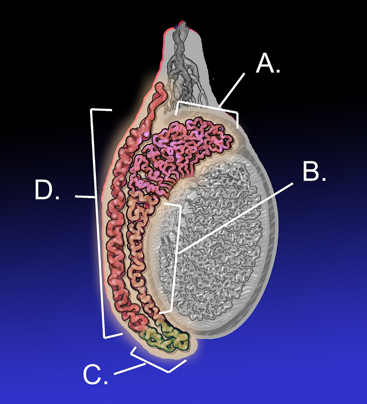 Testicule adulte avec épididyme — illustration anatomique