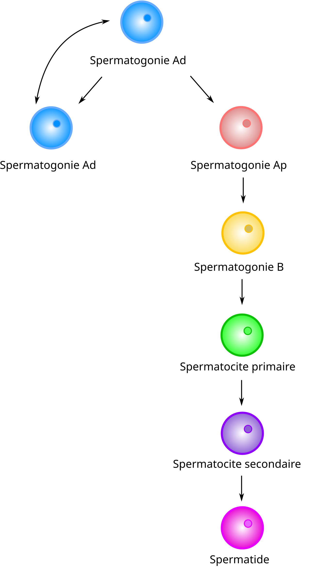 Schéma de la spermatogenèse