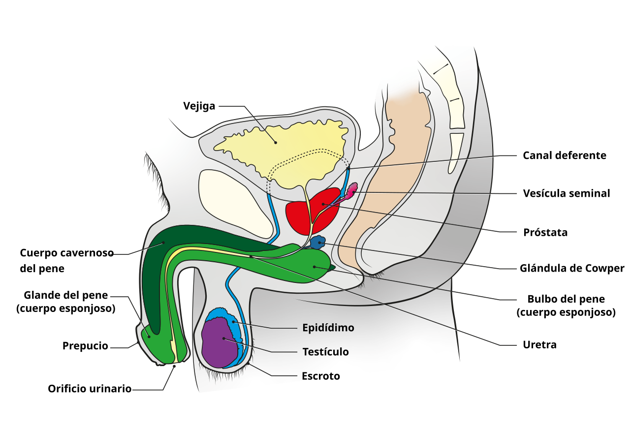 Anatomie de l'appareil génital masculin