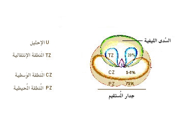 Zones de la prostate et ciblage des implants