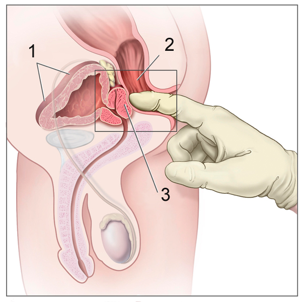Rapports anatomiques de la prostate