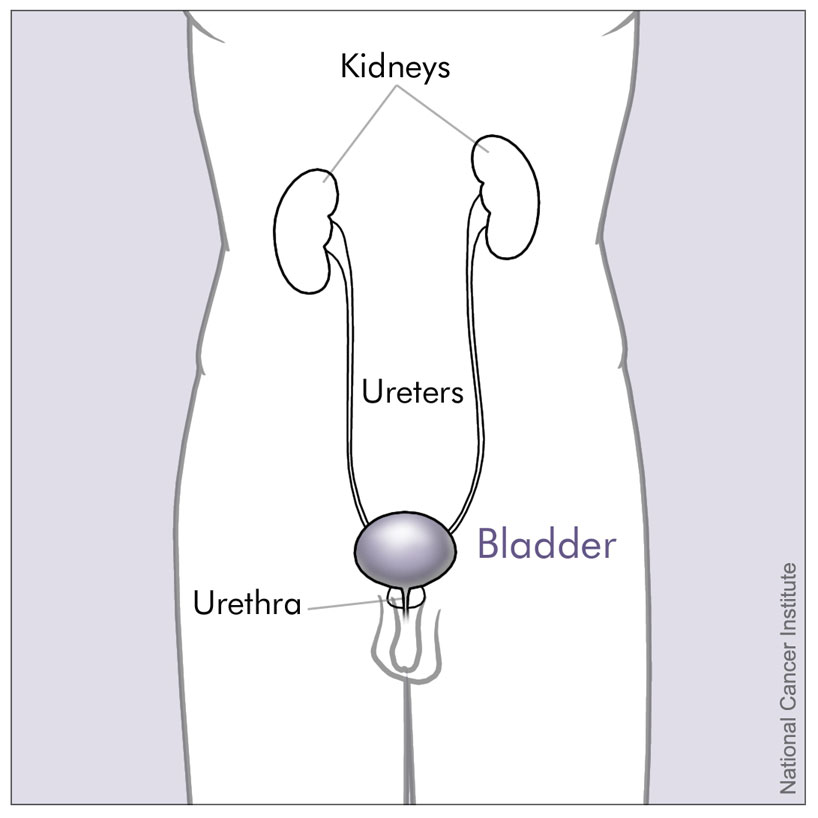 Appareil urinaire masculin — vascularisation pelvienne