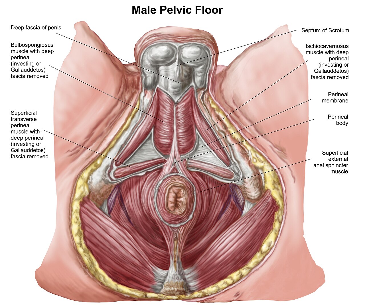 Plancher pelvien masculin — rééducation post-prostatectomie