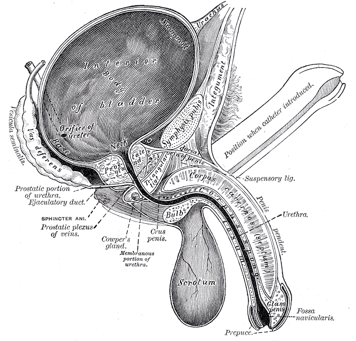 Anatomie penienne en coupe — corps caverneux et spongieux
