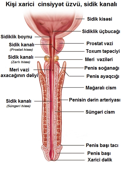 Anatomie génito-urinaire masculine