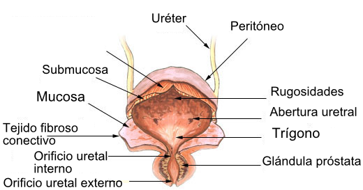 Anatomie de la vessie : siège de fixation physiologique intense en TEP-FDG