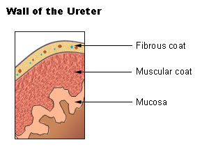 Illustration de la paroi de l'uretère — couches musculaires et muqueuse