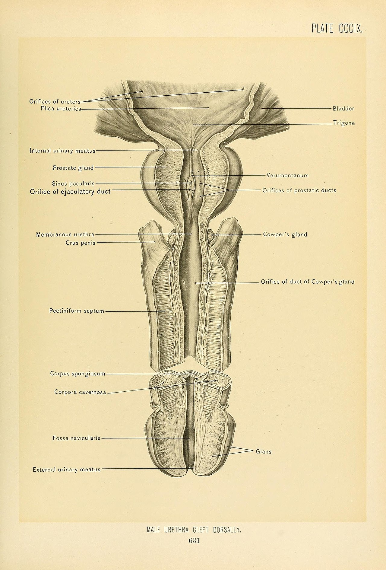 Anatomie chirurgicale de l'uretère et ses rapports vasculaires