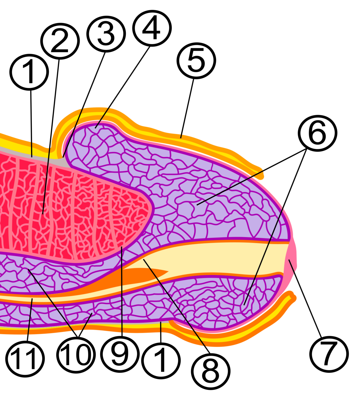 Anatomie interne du pénis — corps caverneux, corps spongieux, urètre