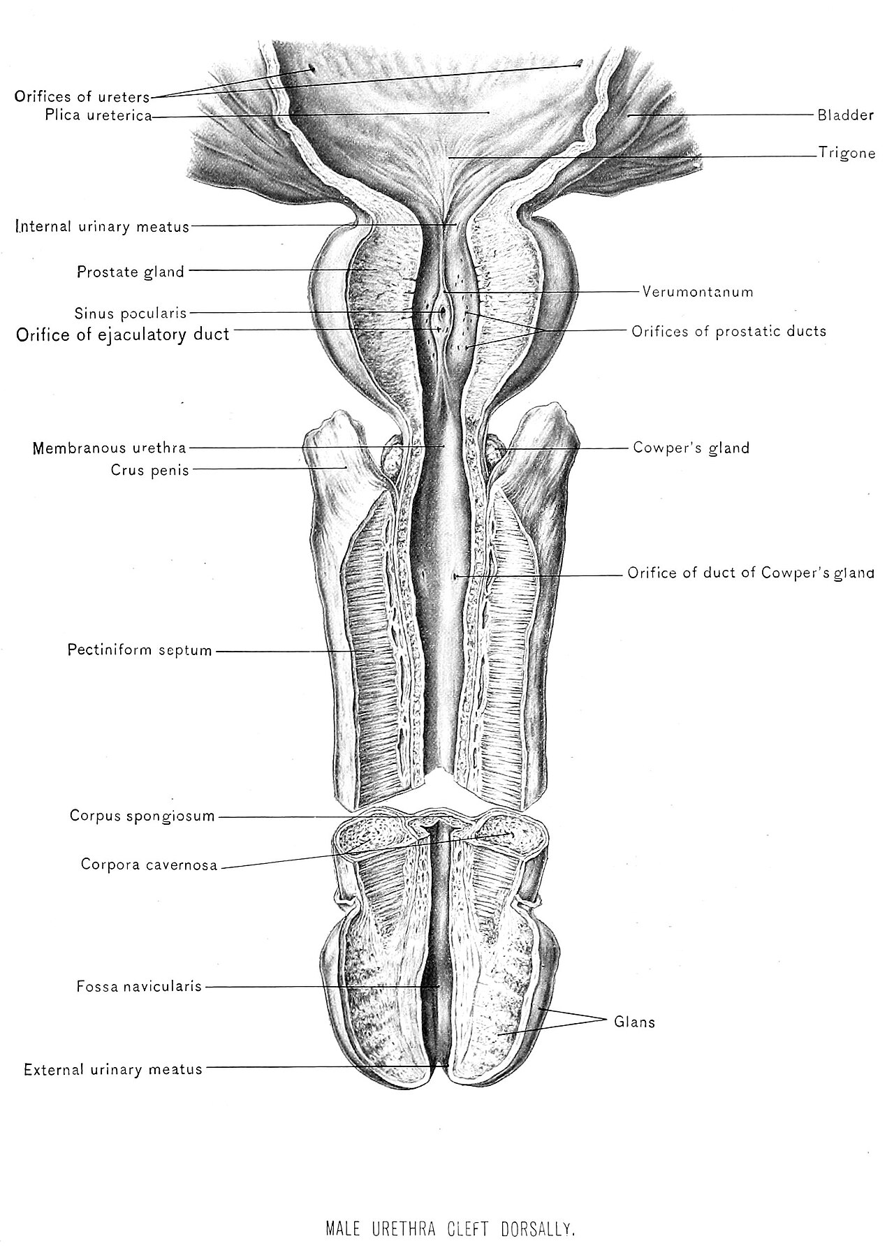 Anatomie de l'urètre masculin — coupe longitudinale