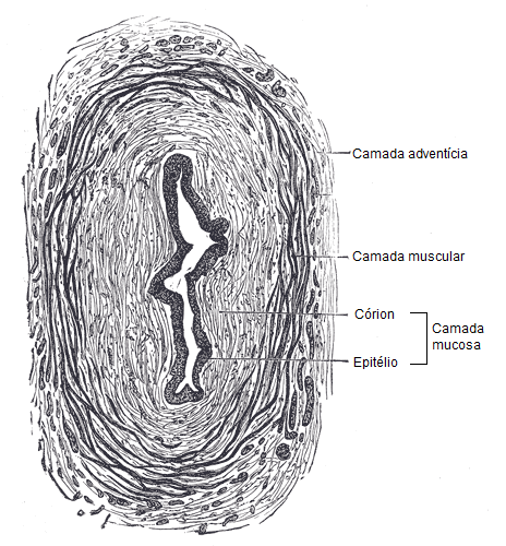 Coupe transversale histologique de l'uretère normal