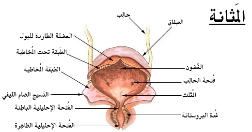 Anatomie de la vessie : trigone, dôme, col vésical