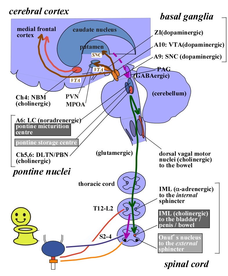 Innervation vésicale centrale et périphérique