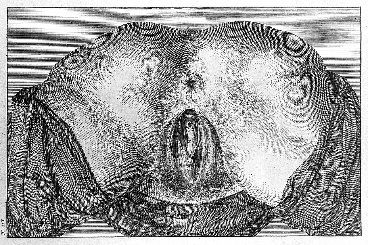 Anatomie de la vulve : vagin, urètre et anus