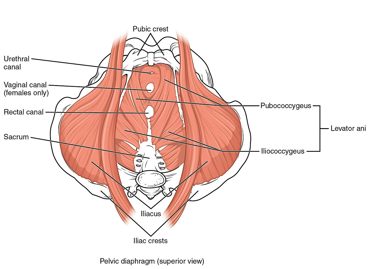Anatomie du pelvis et des organes pelviens