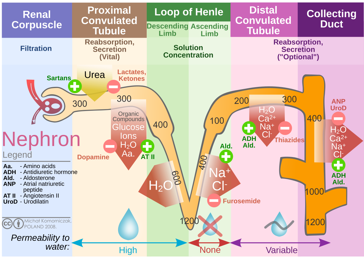Néphron : diagramme de formation de l'urine