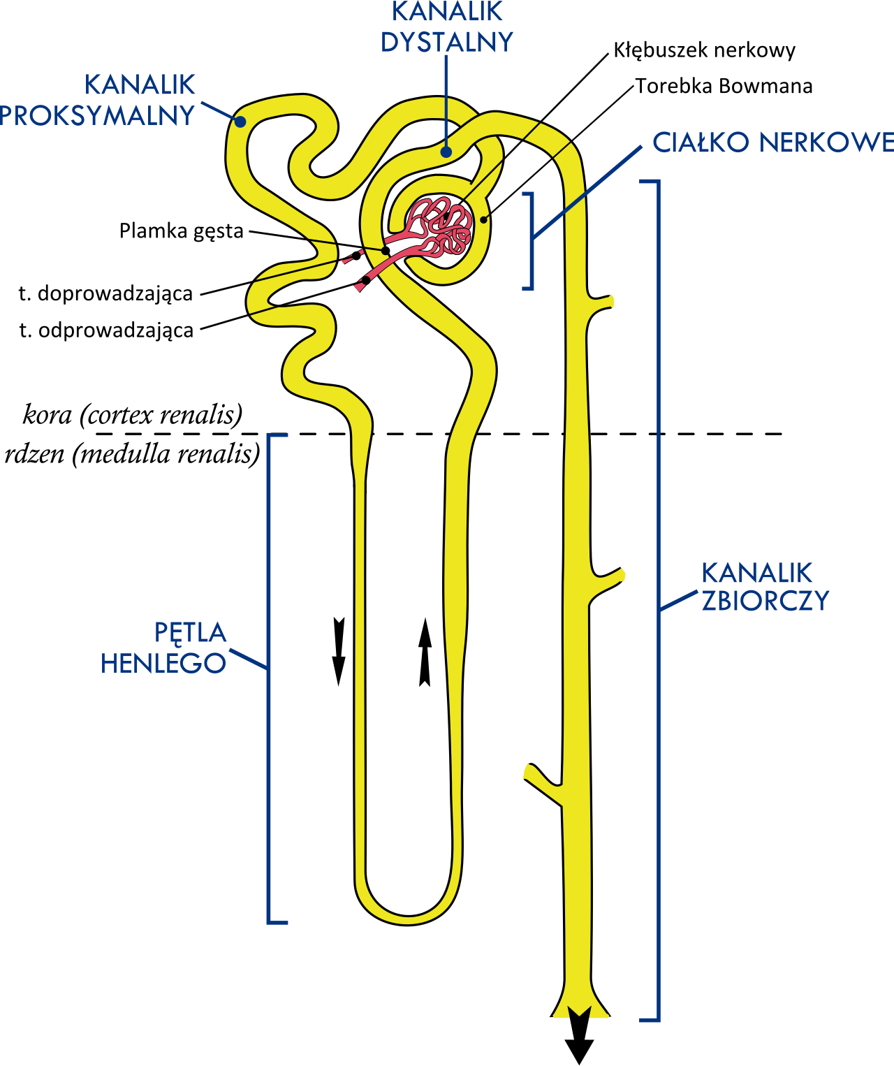 Anatomie de base du néphron