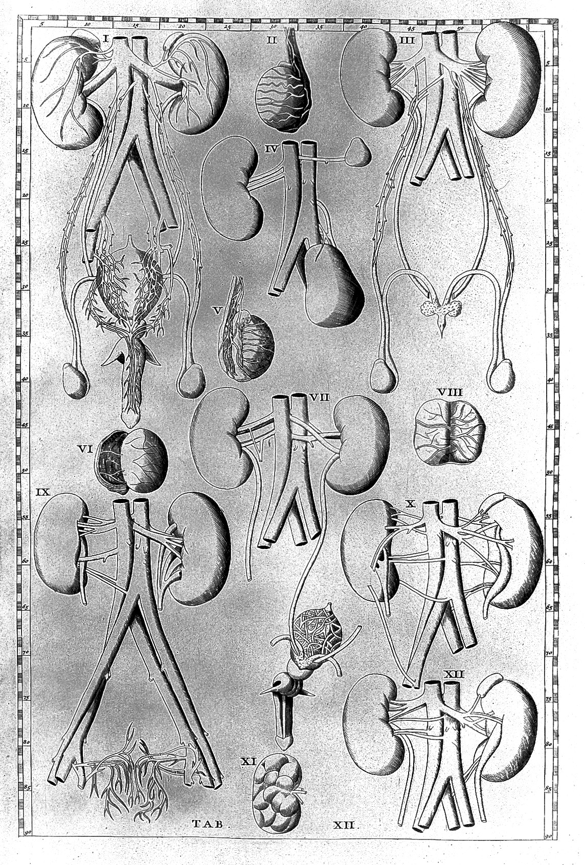 Système vasculaire rénal : artères et veines