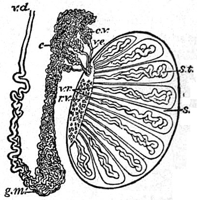Structure du testicule, de l'épididyme et du plexus pampiniforme