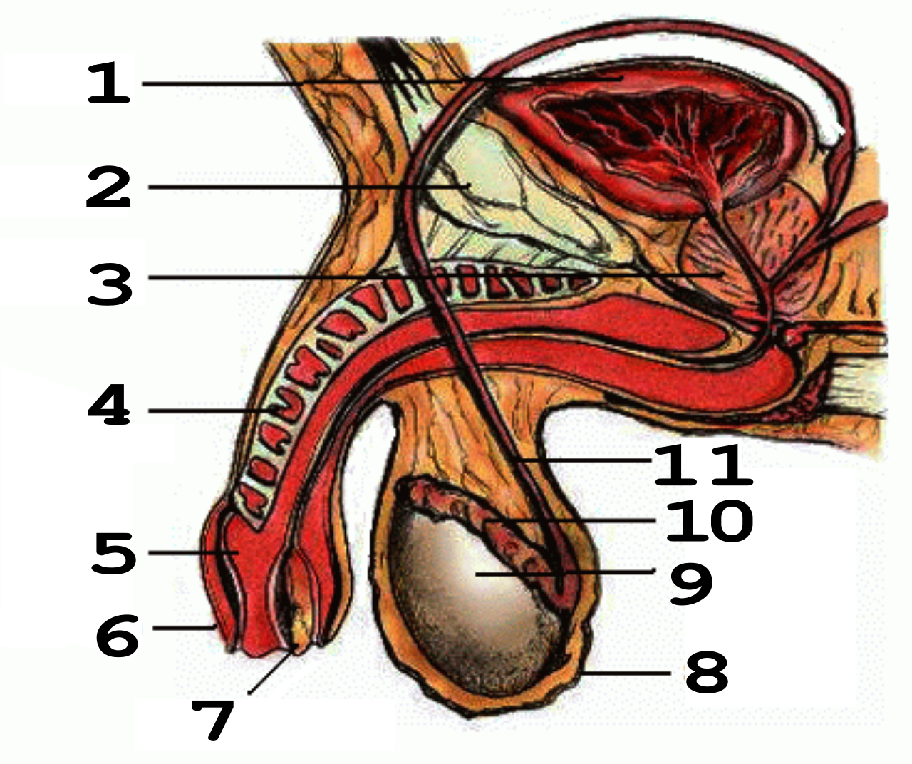 Anatomie du pénis humain : composants numérotés