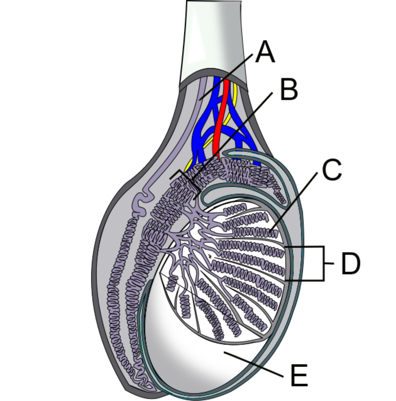 Anatomie schématique du testicule et de ses vaisseaux