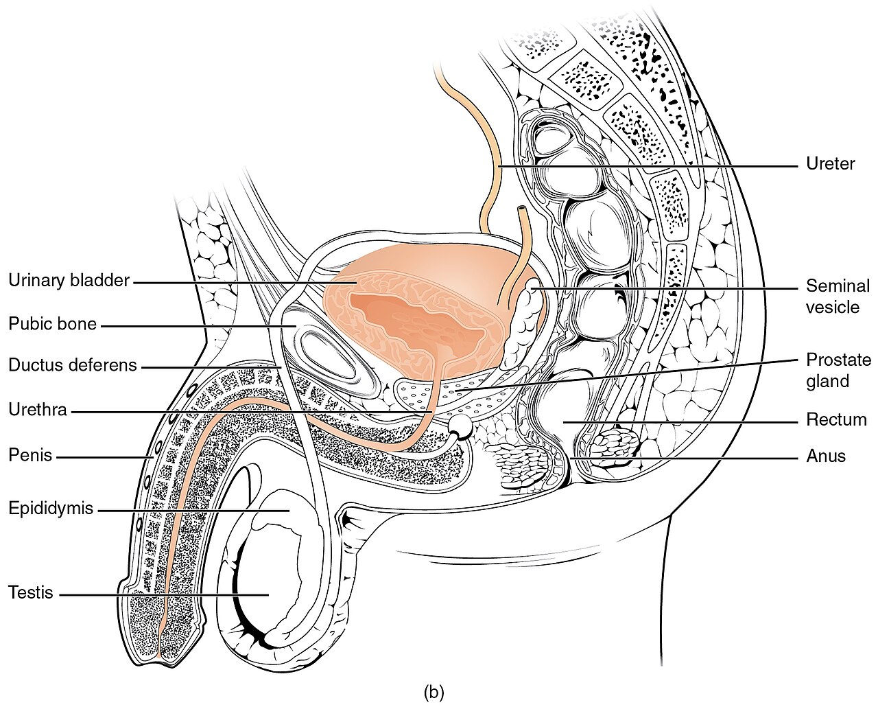 Appareil urinaire complet : reins, uretères, vessie, urètre