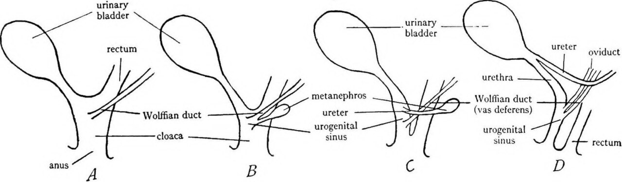 Title a laboratory manual for comparative vertebrate anatomy