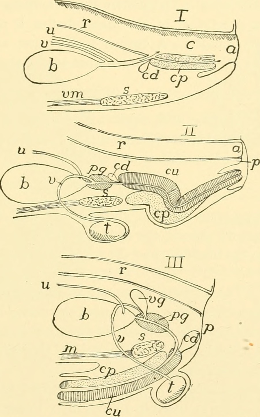 Title chordate anatomy identifier chordateanatomy00neal find