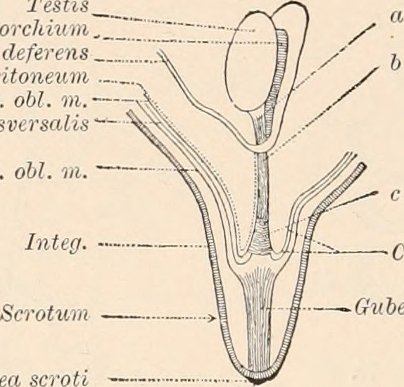 Title comparative anatomy of vertebrates identifier comparat