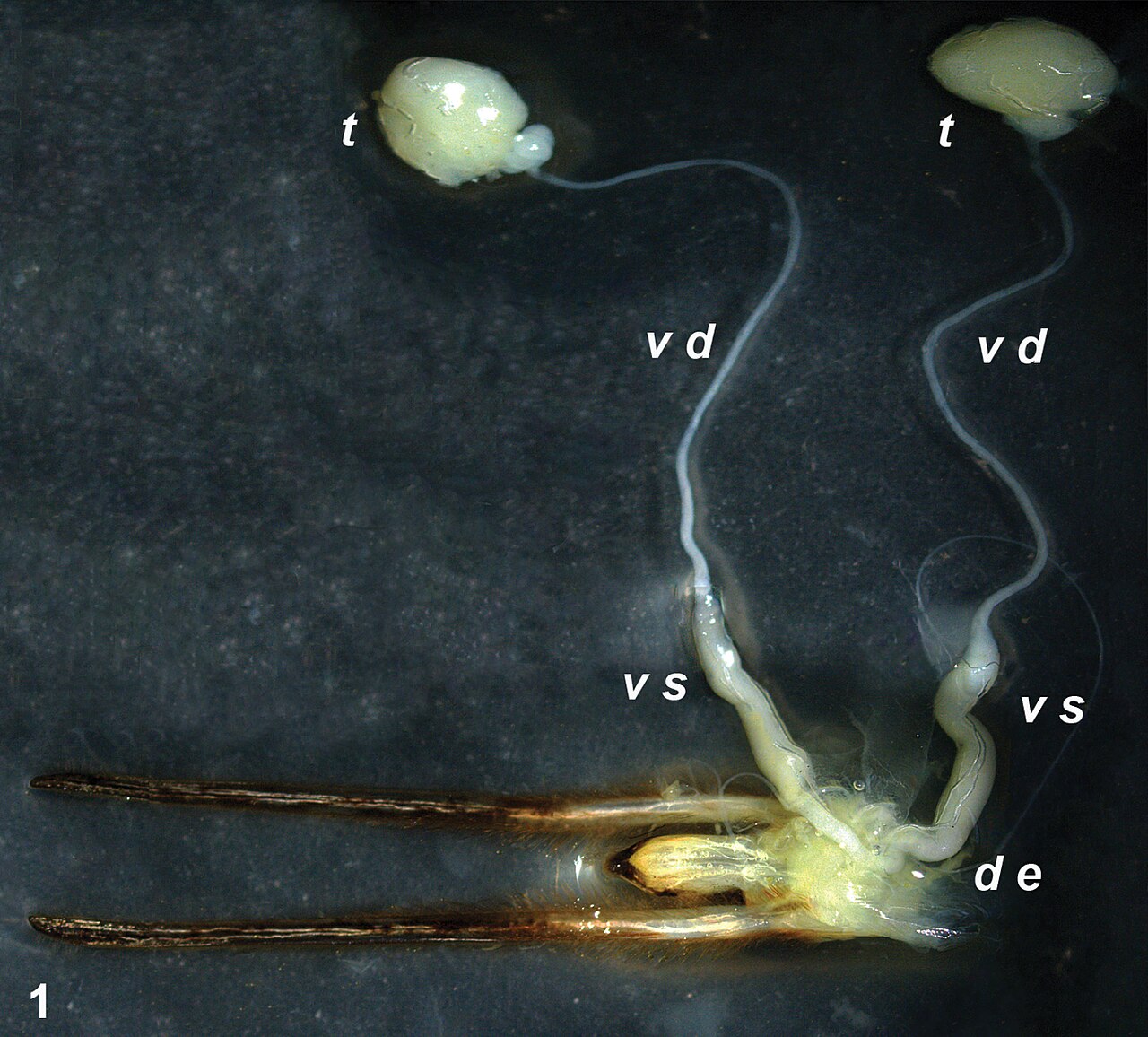 Internal male reproductive system in lethocerus patruelis t