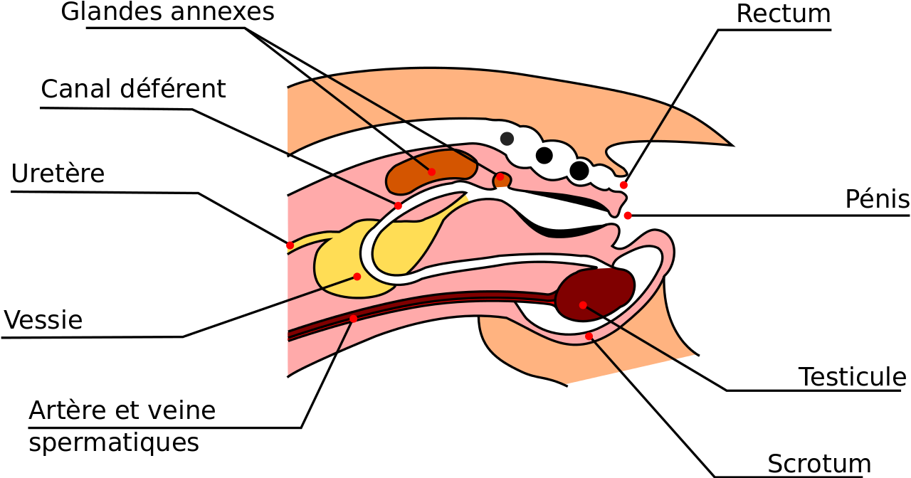 Male genital system of a domestic rabbit