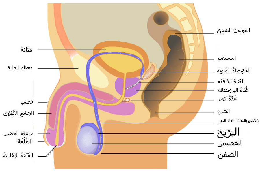 M nnliche genitalorgane