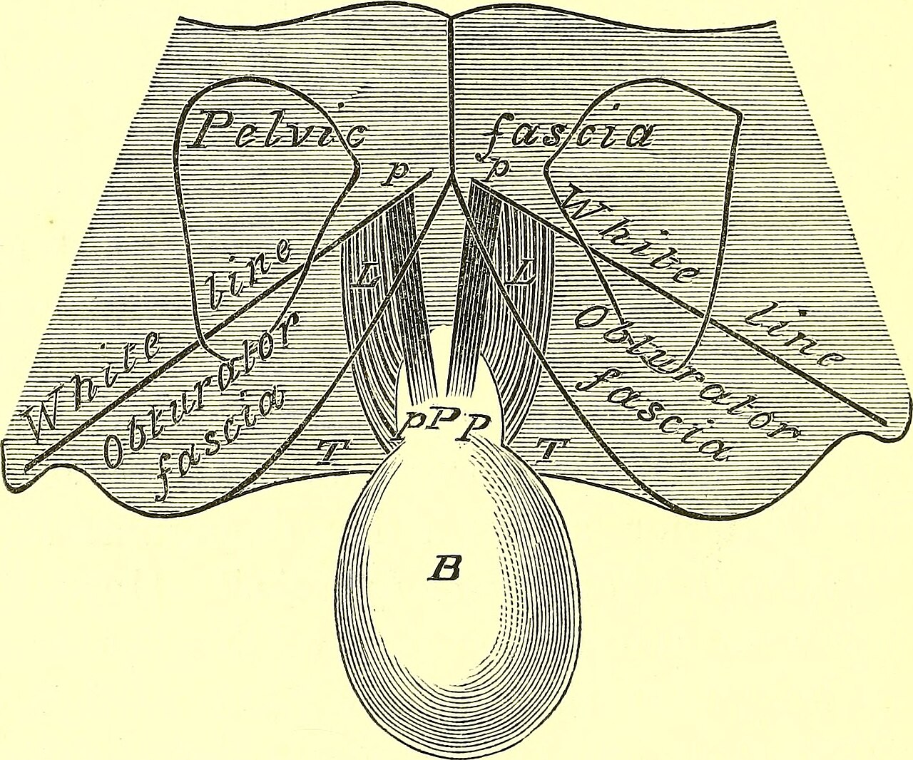 Identifier b20388615 find matches title a manual of dissecti