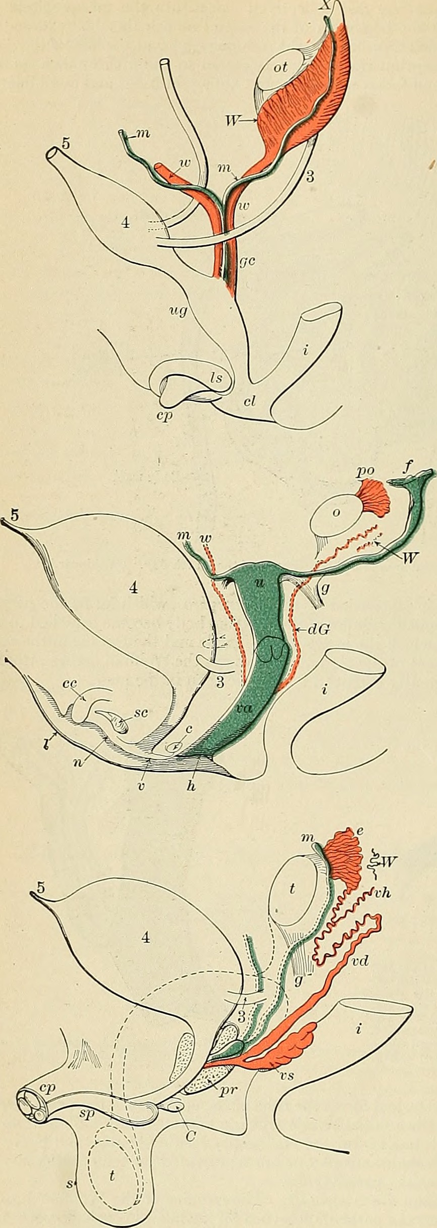 Title anatomy descriptive and applied identifier anatomydesc