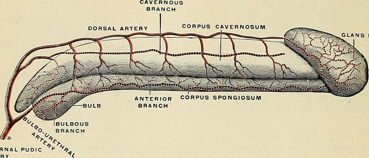 Title anatomy descriptive and applied identifier anatomydesc