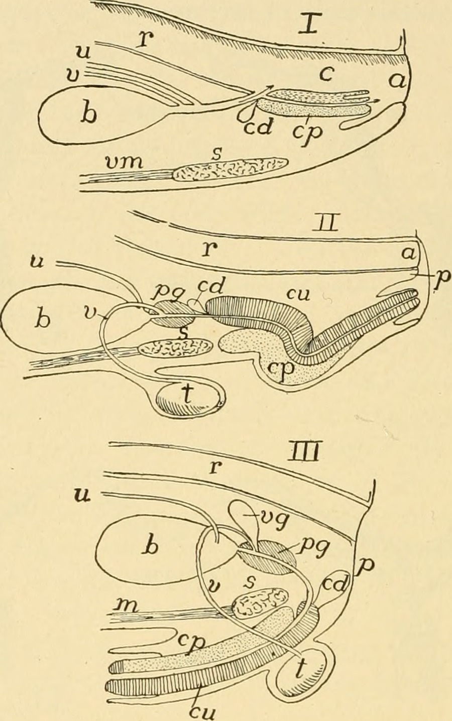 Title comparative anatomy identifier comparativeanato00neal