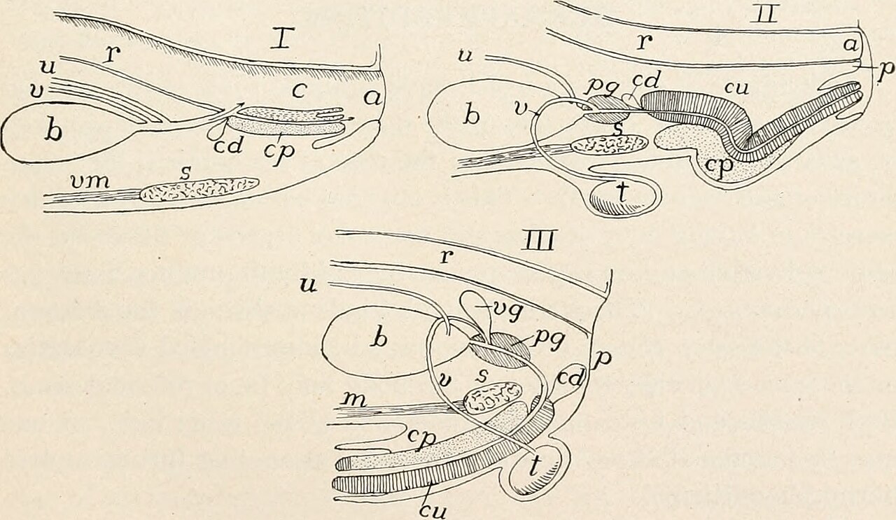 Title comparative anatomy of vertebrates identifier comparat