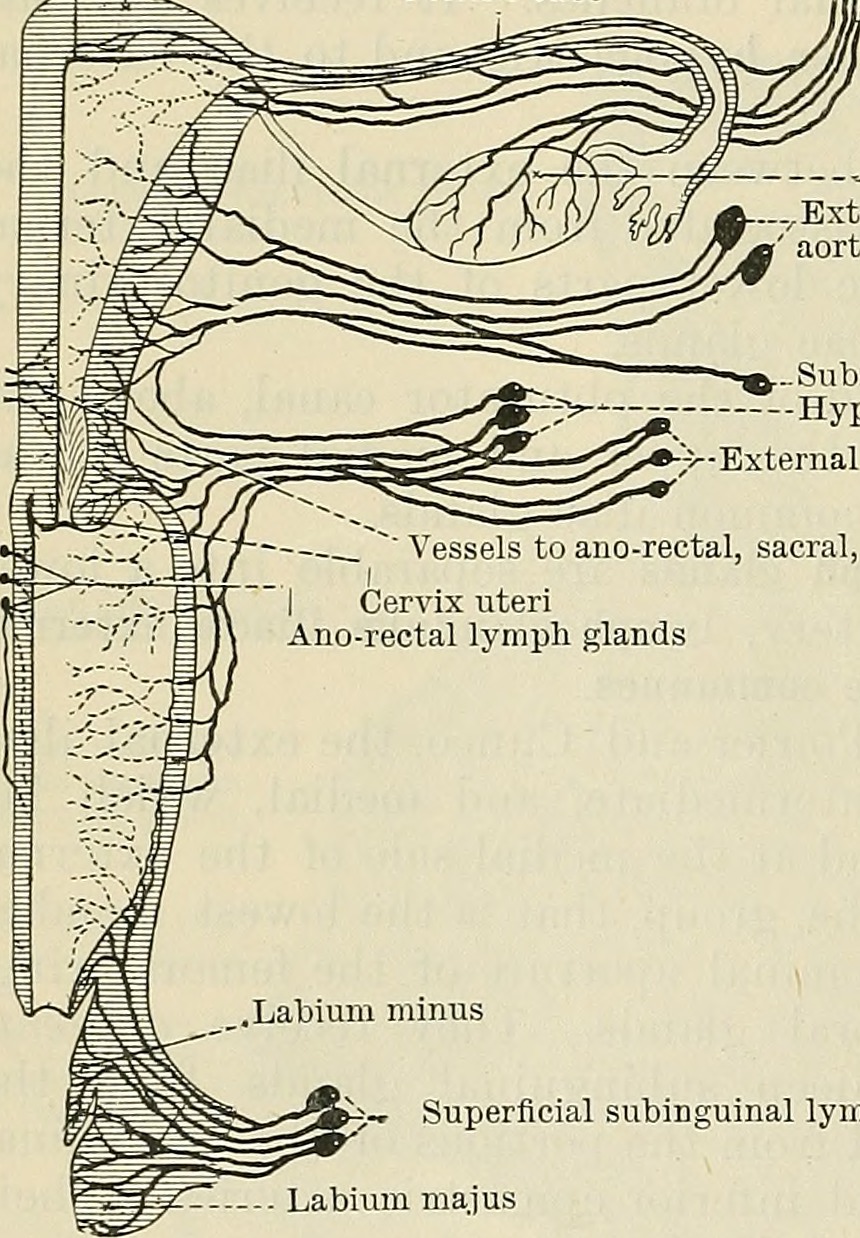 Title cunningham s text book of anatomy identifier cunningha