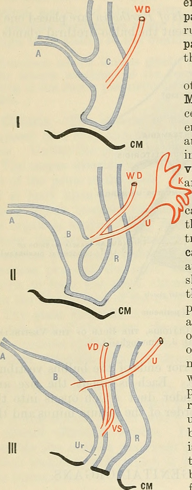 Title cunningham s text book of anatomy identifier cunningha