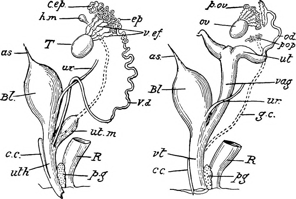 Title an introduction to the study of the comparative anatom